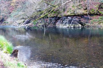 Bild 5: Freigespülter Kiesgrund im neu gewonnenen Aggerabschnitt – idealer Laichgrund für alle Kieslaicher im Fluss  