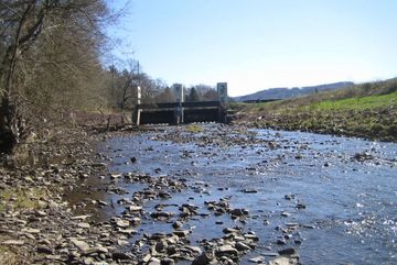 Im weiteren Verlauf der Alten Agger ist der Mangel an Wasser erkennbar. Hier können Lachse und Meerforellen nicht Laichen.
