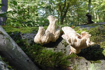 Totholz im Hambacher Wald.