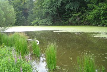 Große Teile der Stauanlage Osberghausen sind diesen Sommer mit einem Algenteppich bedeckt.