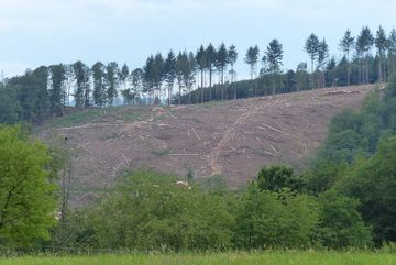 Kahlschlag eines Waldes in Windeck.