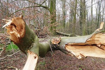 Umgerissene Buche im Hambacher Wald.