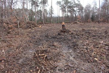 Villewald - abgeholzt.
