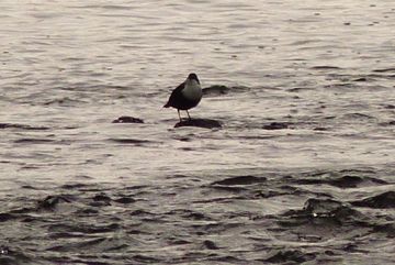 Bild 6: Wasseramsel in der freifließenden Agger (Ohl-Grünscheid)