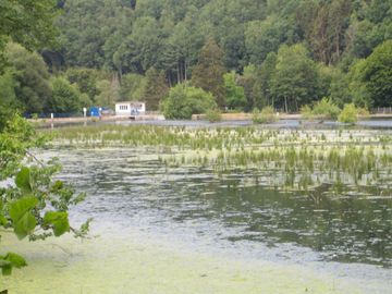 Im Juli 2022 ist der Stau voller Algen.