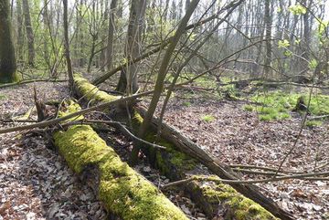 Totholz im Hambacher Wald.