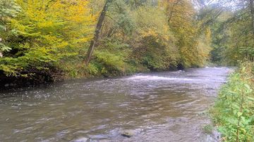 Das Wasser fließt die Agger hinab. Es wird darauf geachtet, dass möglichst wenige  Sedimente mit weggeschwemmt werden.
