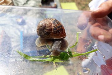 Kinder beobachten eine Schnecke.