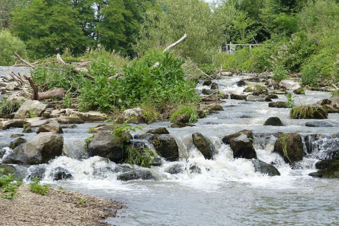 Der Fischpass um das Aggerwehr bei Troisdorf setzt sich immer wieder zu.