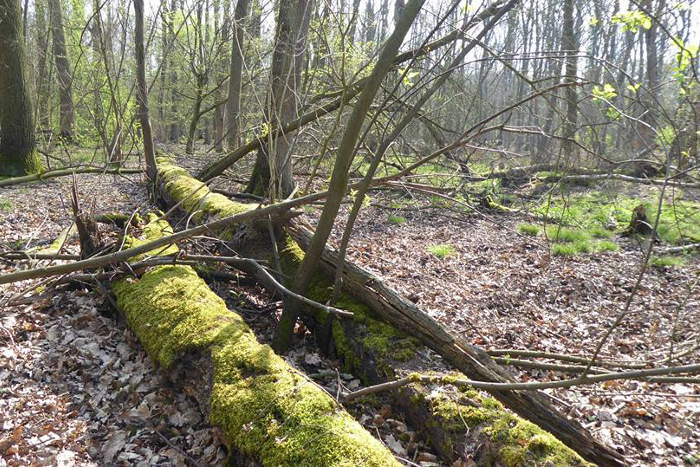 Totholz im Hambacher Wald.