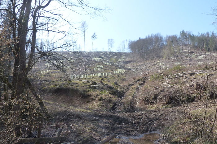 Landeswald in Windeck - abgeholzt.