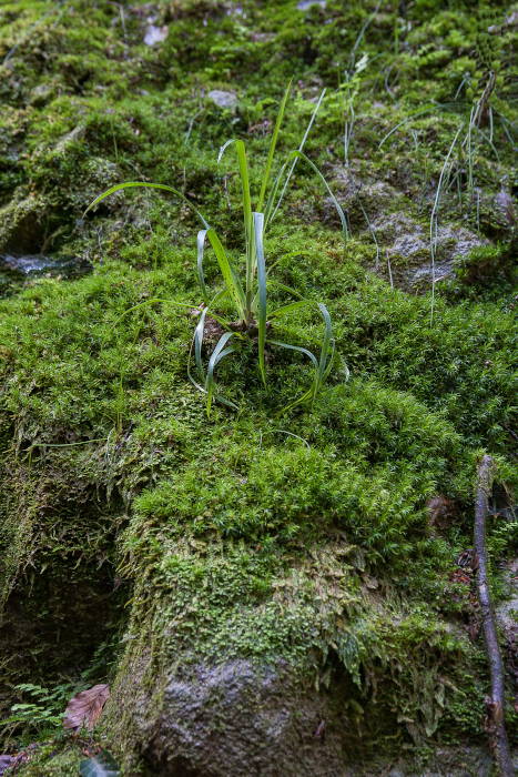 Exkursion am Drachenfels: Pflanzen und Moos am Wegesrand