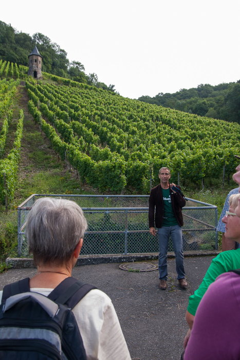 Die Exkursion während der Naturschutztage am Rhein 2014 führte u. a. durch die Weinberge rund um den Drachenfels im Rhein-Sieg-Kreis.