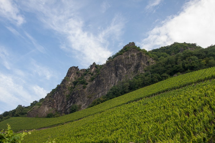 Weinberge vor einer Felsformation am Fuße des Drachenfels in Königswinter.