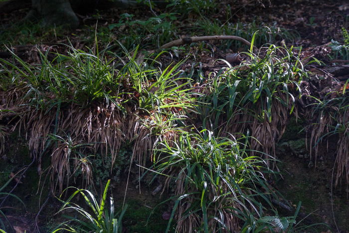 Exkursion am Drachenfels: Wald-Hainsimse (Luzula sylvatica)