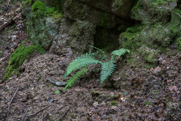 Exkursion am Drachenfels: Dorniger Schildfarn (Polystichum aculeatum)