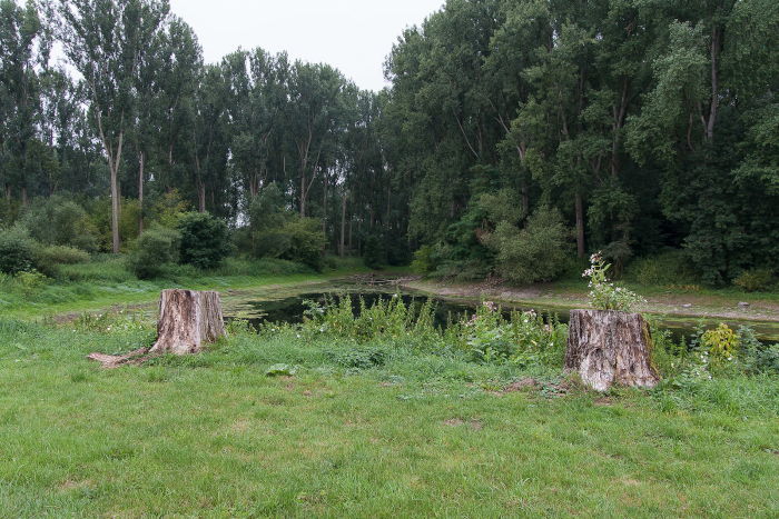 Exkursion während den Naturschutztagen am Rhein 2015.